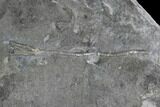 Two Ordovician Crinoids - Bobcaygeon Formation, Ontario #95196-1